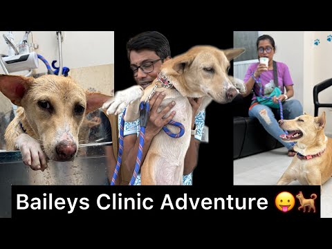রাস্তার কুকুরের স্টার হওয়া || Bailey's Clinic Adventure 🐕 ||Petvlog || Funny dog video