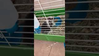 Angora rabbit Rabbits Videos