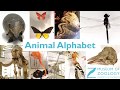Animal Alphabet G Is For Giraffe