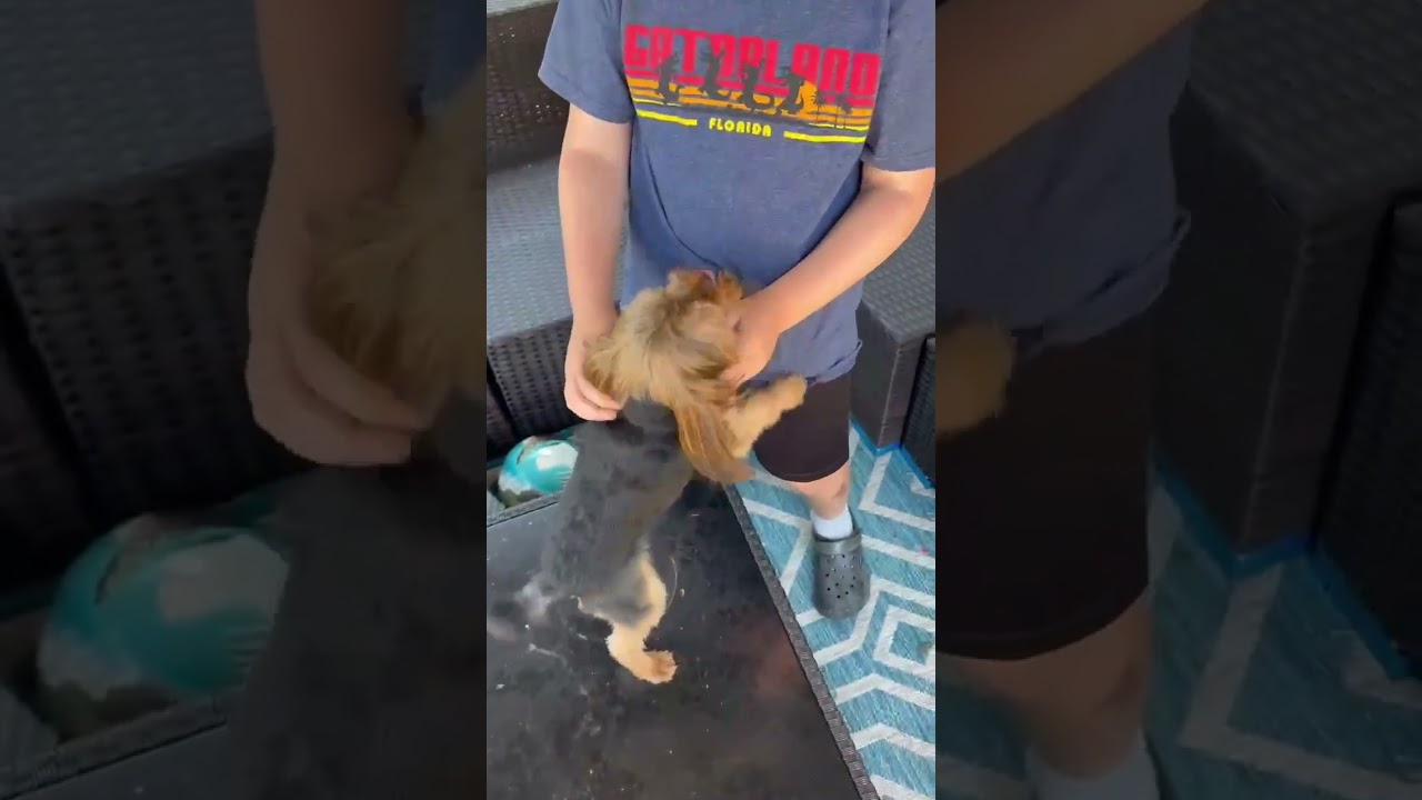 Enlarge Izzy, an adopted Yorkshire Terrier in Kansas City, MO video 1/6