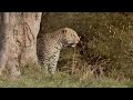 Leopard Vs Wildebeest