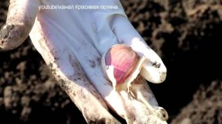 Когда и как сажать чеснок. Как выбрать чеснок для посадки. Как посадить чеснок