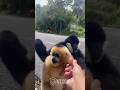 Black Monkey S Wife Meets His Old Friend