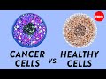 How Do Cancer Cells Behave Differently From Healthy Ones George Zaidan