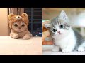 Angry Cats Compilation 1