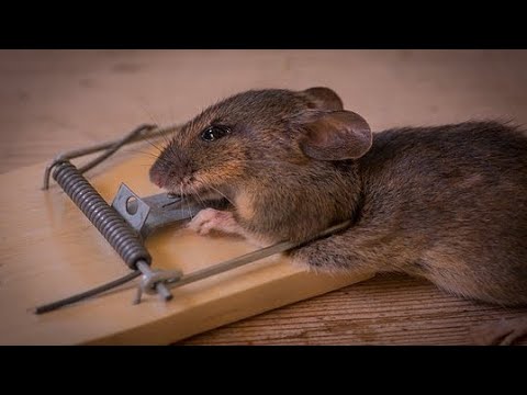 MOUSETRAP build - Small Size Fun