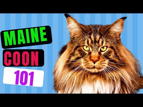 MAINE COON CAT 101 - Watch Before Getting One (we included everything)!