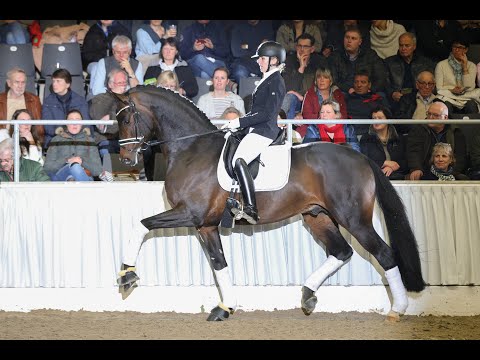 Fürst Toto - Stallion Collection Schockemoehle & Helgstrand 2021 ENG