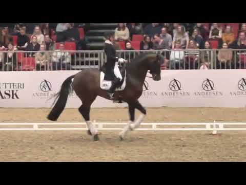 Vivaldon (Vivaldi x Diamond Hit x Argentinus)