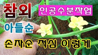 [텃밭농부. 1,138]  참외. 인공수분 시키고 아들순 손자순을 적심하는 방법 #참외재배