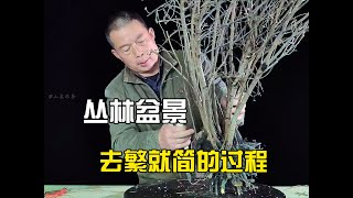 杂乱的老鸦柿怎样把它剪成丛林盆景