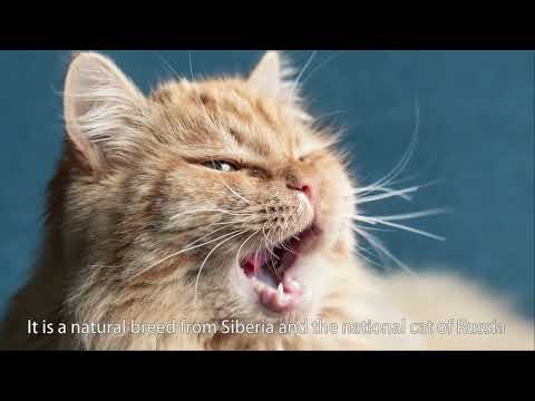 Introduction of Siberian Cat VS Napoleon Cat: Cat Personality You Need To Know