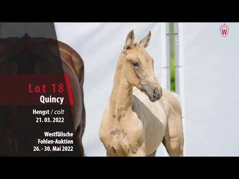 Fohlen-Auktion 26. - 30. Mai Lot 18 Quincy Hengst v. Quaside MD - Florestan I