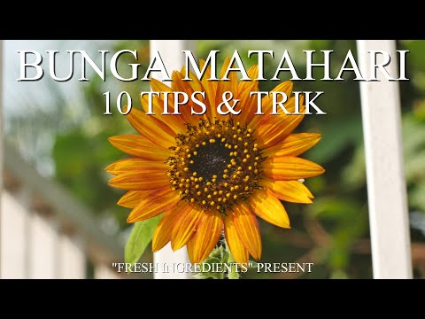 , title : '10 Tips & Trick Menanam Bunga Matahari anti Gagal! #bungamatahari'