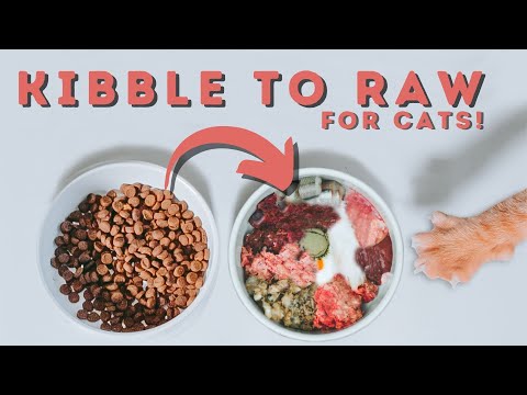 How To Switch Your Cat To A Raw Diet | The Ultimate Guide