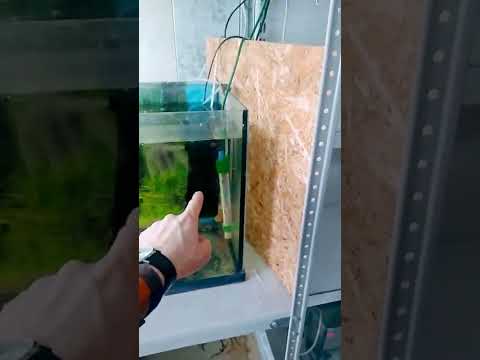 Секреты аквариумиста. Как правильно должен работать аквариумный фильтр?