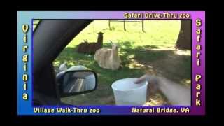 preview picture of video 'Virginia Safari Park Drive Thru feeding animals part 2'