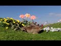 Teletubbies 7UP Parody Bunny Burp