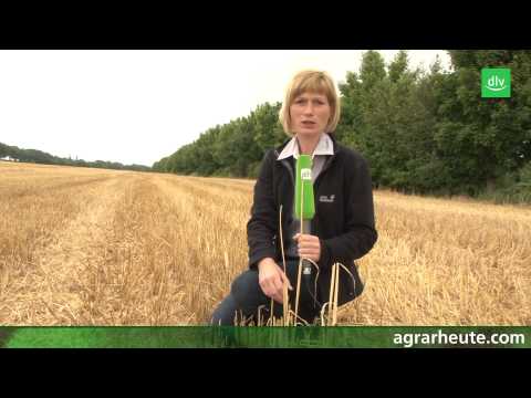 Vegetationsreport: Sikkation und Nacherntebearbeitung