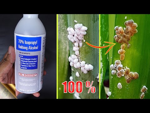 , title : '10 EASY WAYS TO TREAT MEALYBUGS AND APHIDS ON PLANTS'