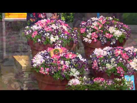 download lagu mp3 mp4 Torenia Kauai Mix, download lagu Torenia Kauai Mix gratis, unduh video klip Torenia Kauai Mix