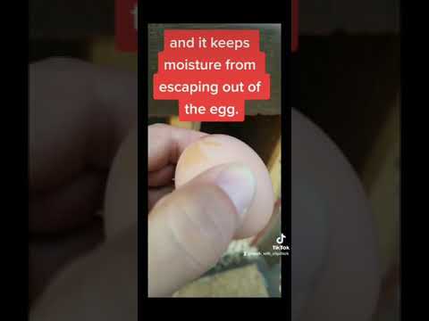 Did you know about the egg bloom? #fresheggs #freshegg #eggs #backyardchickens #urbanchickens