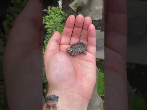 Wild animals 😱😱 #viralshorts #viralvideo #facts