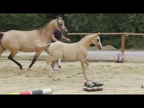 Auktionsfohlen Nr 1 HF v. Dornik B – Miraculix