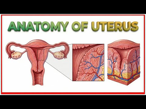 Anatomy of Uterus - Parts and position, Blood supply, Nerve supply, Lymphatic drainage - Part 1