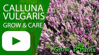 Calluna vulgaris - grow & care (Heather plant)