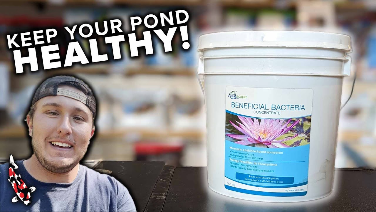 Guide to Beneficial Bacteria
