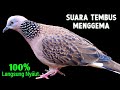 Special For Fishing For Turtle Doves So That They Sound And Sing Regularly