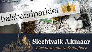 Een Halsbandparkiet voor ontbijt