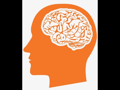 The Brain: Anatomy Series Head to Toe