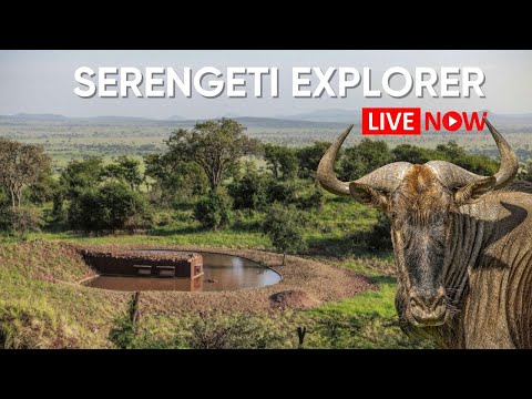Live from the Serengeti | Wildlife Safari Cam | Serengeti Explorer