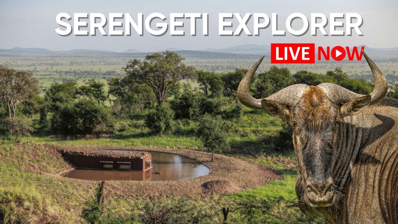 Live webcam view of Serengeti Waterhole Wildlife Cam