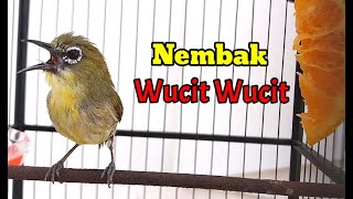 Download lagu Terbaru Pancingan Pleci Nembak Wucit Wucit mp3