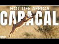 Hot Life Africa Caracal The Bush On Fire Animal Planet In Hindi Discovery Channel Hindi