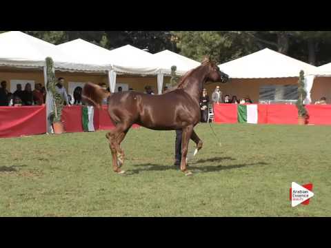 N.97 CAVALLI - Arezzo 2015 - Stallion 4-6 years old (Class 10)