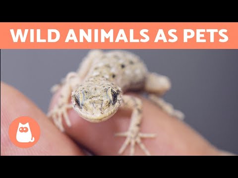 WILD ANIMALS AS PETS? 🐺 Is it OK to Keep Exotic Animals?