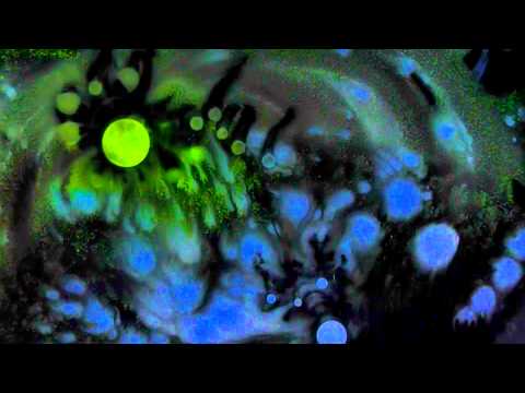 Velato - Federico Bagnasco/Stefano Giorgi