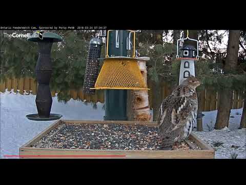 Ruffed Grouse early morning visit     07 31   Video 2018 03 24 093315