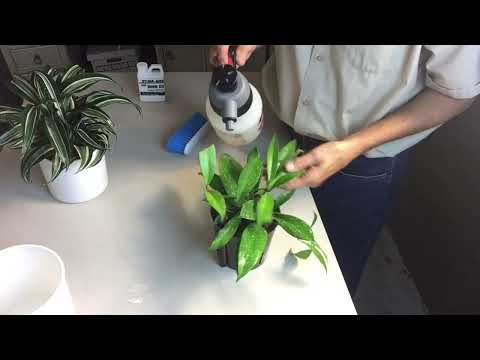 How To Get Rid of Insects with Neem Oil