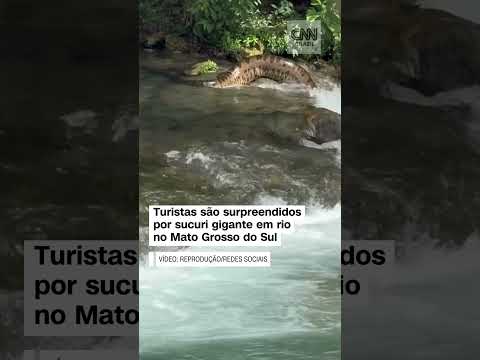 Susto: Turistas são surpreendidos por sucuri gigante em Mato Grosso do Sul