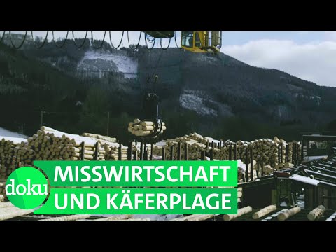 Unser Wald: Dem Untergang geweiht? | WDR Doku