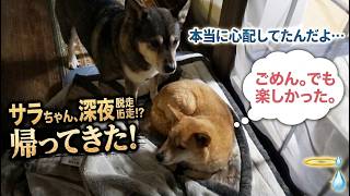 脱走した犬が深夜に帰宅した