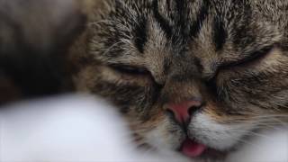 Lil Bub jams to "Space Sister" in bed | #Bedstock 2016