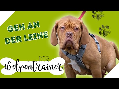 Leash training 🐕 How to train your puppy | The puppy trainer | sixx