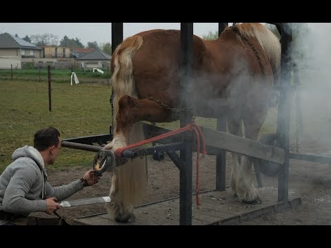 Hot shoeing a draft horse is a tough job. Watch the whole technique in detail.