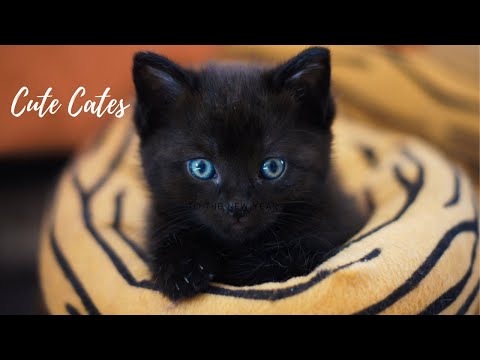 Cute Cats - Baby Cute and Funny Cat Videos Compilation